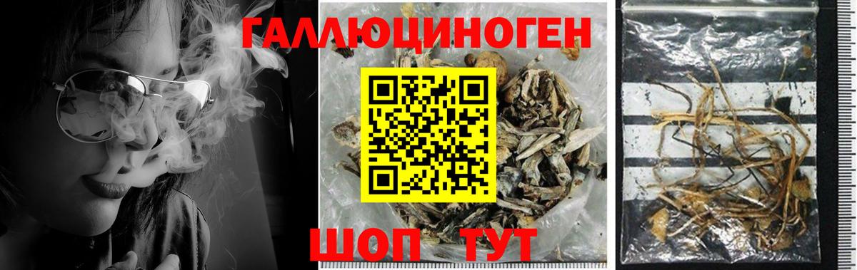 Галлюциногенные грибы мухоморы Грозный